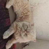 گربه پرشین نر