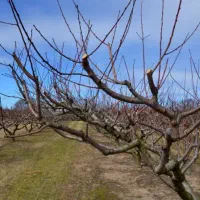 هرس درختان و باغداری