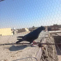 ماده زاغ کاکلی کرمانی|پرنده|زابل, |دیوار