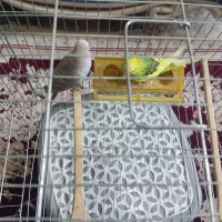 ۵ عدد مرغ عشق یکجا میفروشم نر و ماده|پرنده|نسیم‌شهر, |دیوار