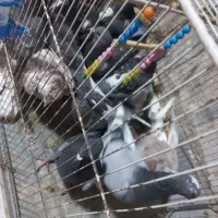 کبوتر ارزون|پرنده|جوین, |دیوار