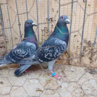 نرو ماده مسافتی|پرنده|بیرجند, |دیوار