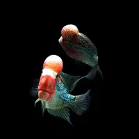 فلاوررددراگون