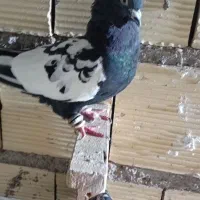 ۲ نر سینه ای