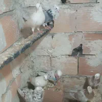کبوتر سرور گنجه ای|پرنده|تهران, خاوران|دیوار