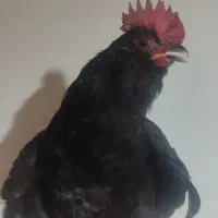 خروس سیاه مرندی
