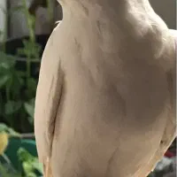 عروس هلندی آلبینو نر سخنگو|پرنده|اهواز, پردیس|دیوار