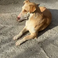 سگ گمدشده در محدوده جانبازان چهارراه گلها