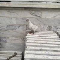 کفتر نوک ریز نر