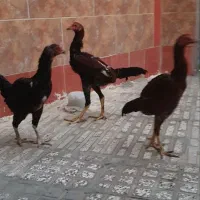 مرغ جوان لاری اوشالو