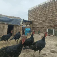 بوقلمون ماده 3500