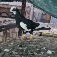 پلنگ سیاه نر