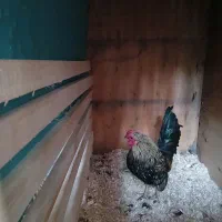 خروس مینیاتوری|حیوانات مزرعه|رباط‌کریم, شهرک صنعتی زواره‌ای|دیوار