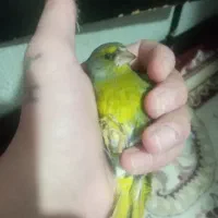 یک جفت سهره سبز نروماده