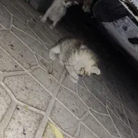 واگذاری رایگان سه عدد بچه گربه