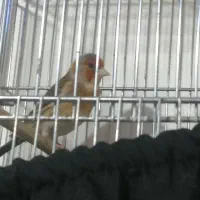 سیره قناری چانه سفید بروجردی خان