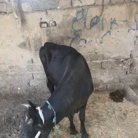 گاوآرام موقع شیردوشی ۱۵کیلو|حیوانات مزرعه|اهواز, ۲۰۰دستگاه|دیوار