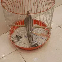 طوطی عروس باقفس|پرنده|رشت, سعدی (تختی)|دیوار