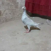 کفتر  سارموشی