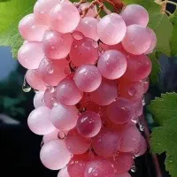 خرگوش‌