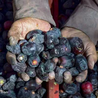 باغبان با تجربه ۱۰ سال کار باغبانی در خرمشهر|خدمات باغبانی و درختکاری|خرمشهر, |دیوار