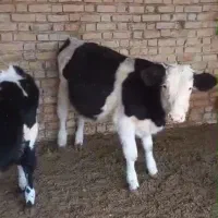 گوساله نر|حیوانات مزرعه|مرودشت, کناره|دیوار