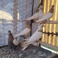 کبوتر طوق وحسن خانی|پرنده|سنندج, |دیوار