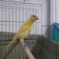 قناری نر|پرنده|قشم, |دیوار