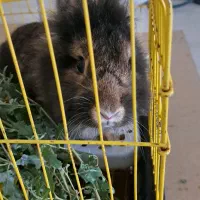 خرگوش لوپ اصیل|موش و خرگوش|اردبیل, |دیوار