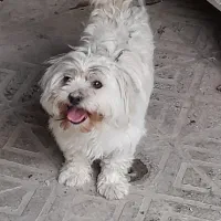 سگ سفید گمشده