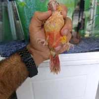 جوجه گرین دبل رد و تراکوییس یلو و خورشیدی و قناری|پرنده|خورموج, |دیوار