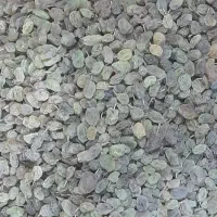 کشمش درجه ۱ سبز و درشت|خوردنی و آشامیدنی|نجفآباد, امام خمینی|دیوار