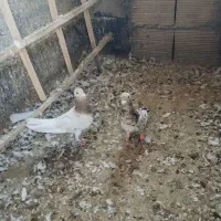 کبوتر|پرنده|نیشابور, مازول|دیوار