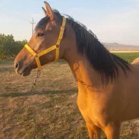 فروشی مادیان کرد ۴ ساله ۳ ماه ابستن