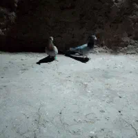 کبوتر پرش|پرنده|طاغنکوه, |دیوار