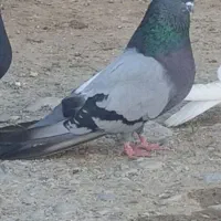 کبوتر
