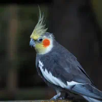 عروس هلندی گمشده