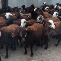 گوسفند شیشک|حیوانات مزرعه|سیلاخور, |دیوار