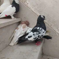 کبوتر پرنده|پرنده|اهواز, پردیس|دیوار