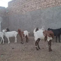 ۱۲ عدد بز پاکستای سانن جوون بدردبخور|حیوانات مزرعه|نطنز, |دیوار