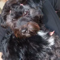 شیتزو تریر ماده مشکی سفید