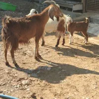 بز نجدی|حیوانات مزرعه|بهبهان, |دیوار