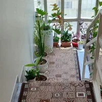 فروشی درحد نو|فرش|وحیدیه, |دیوار