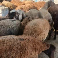 فروش بره ماده