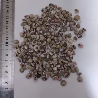 صدف ایرانی|کلکسیون و سرگرمی|بوشهر, |دیوار