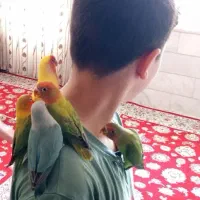 فروش پنج عدد کوتوله