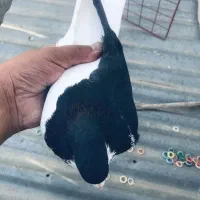 چپ سیاه شغ نر بی نهایت. درشت