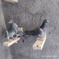 کبوتر پلاکی مسافتی|پرنده|مبارکه, |دیوار