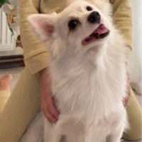 سگ پامرانین