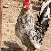 تخم نطفه دار